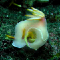 Nudibranch